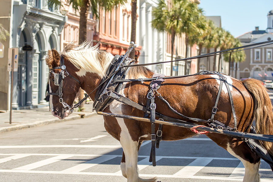 Blog - A Work Horse is Pulling a Carriage Through the Historic Section of Downtown Charleston, SC During a Sunny Day